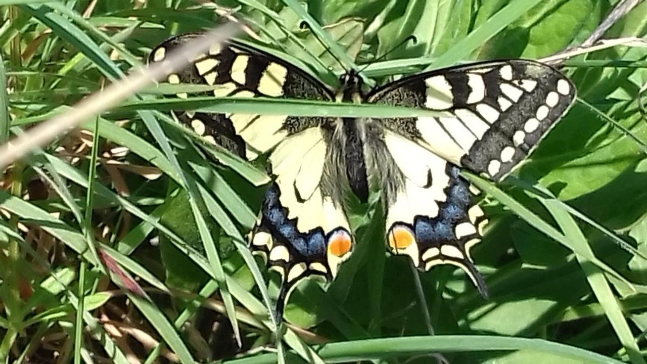 Вилла Les Papillons Vrolle Экстерьер фото